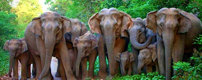 elephants