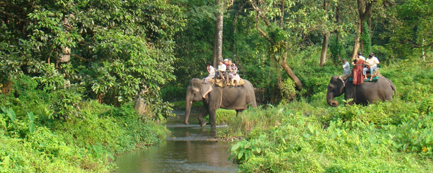 gorumara travel experience