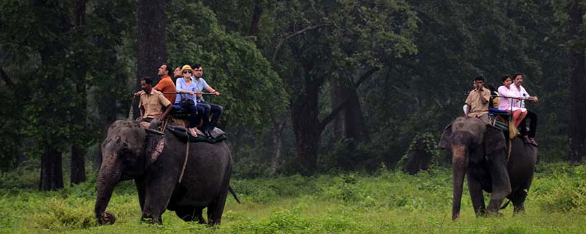 jaldapara elephant safari